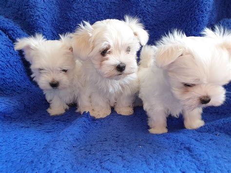 maltese for sale in atlanta